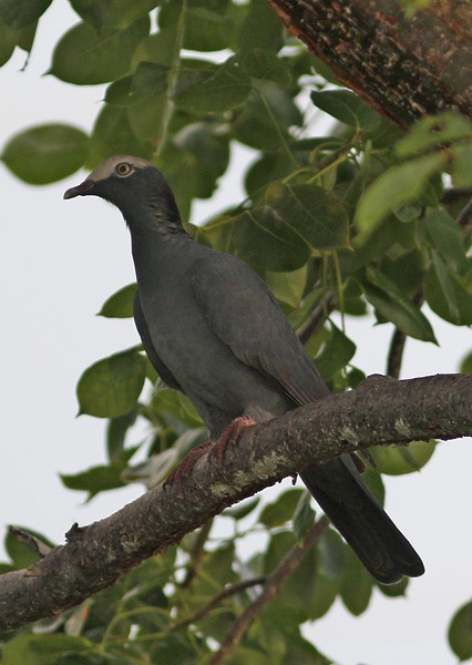 White-crowned Pigeon - ML73931331