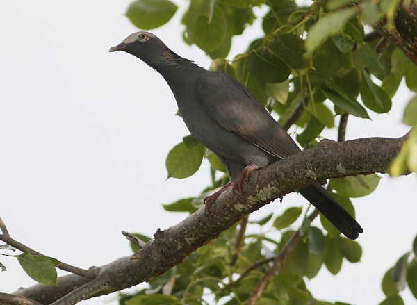 White-crowned Pigeon - ML73931341
