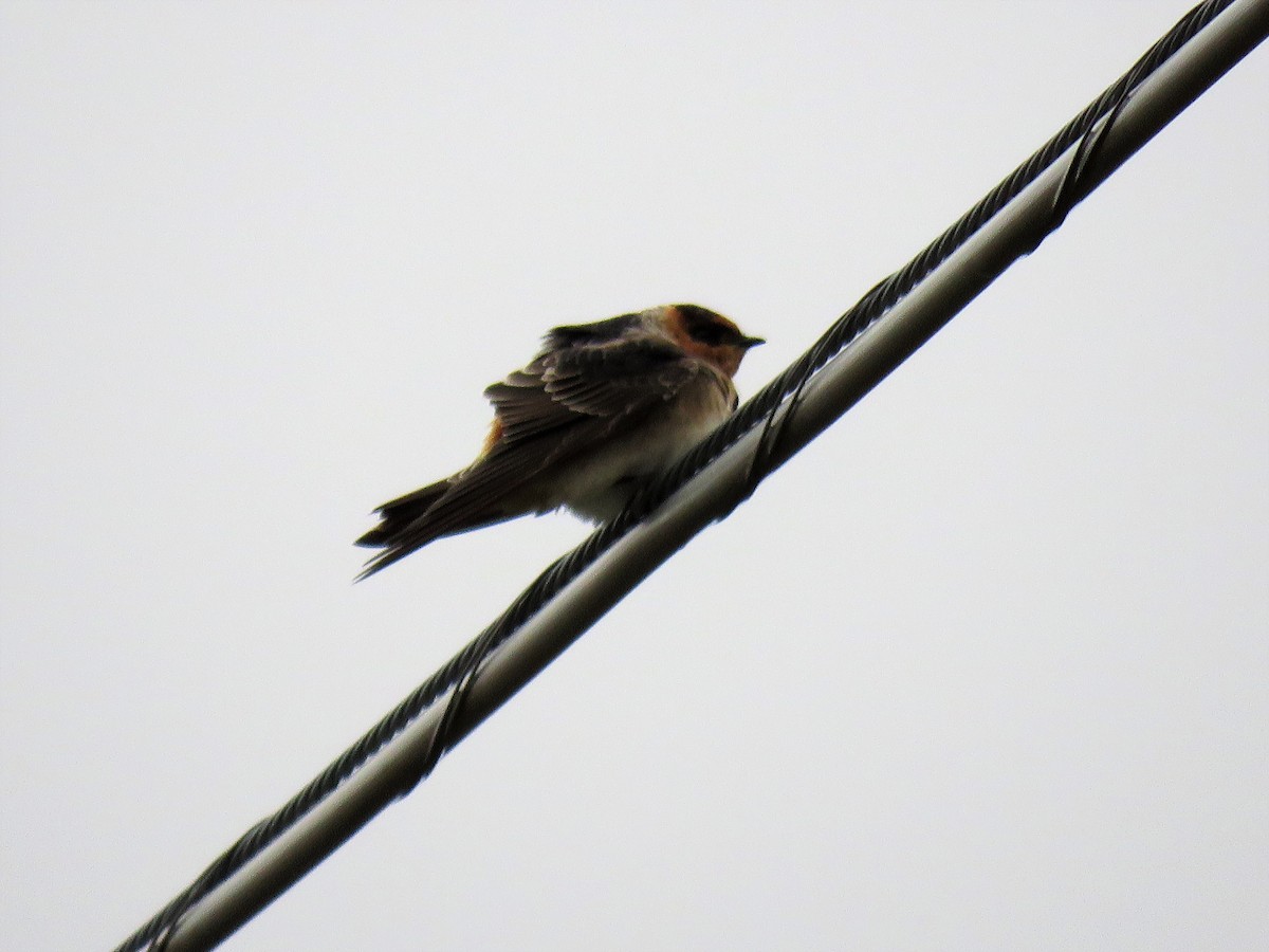 Cave Swallow - ML73932321