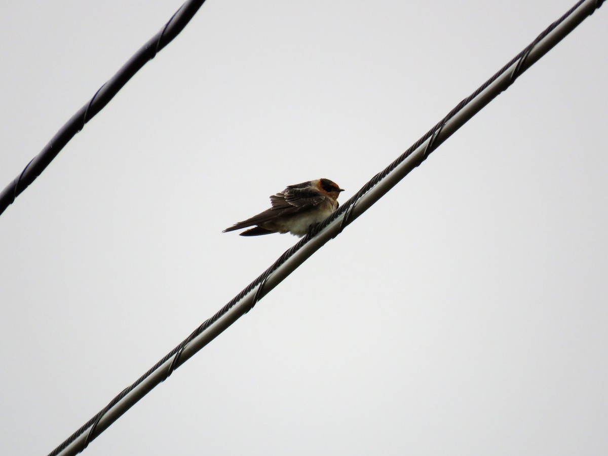 Cave Swallow - ML73932361