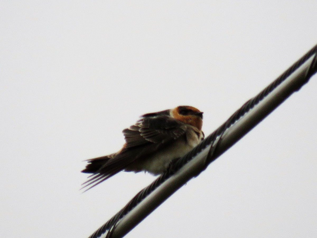 Cave Swallow - ML73932451