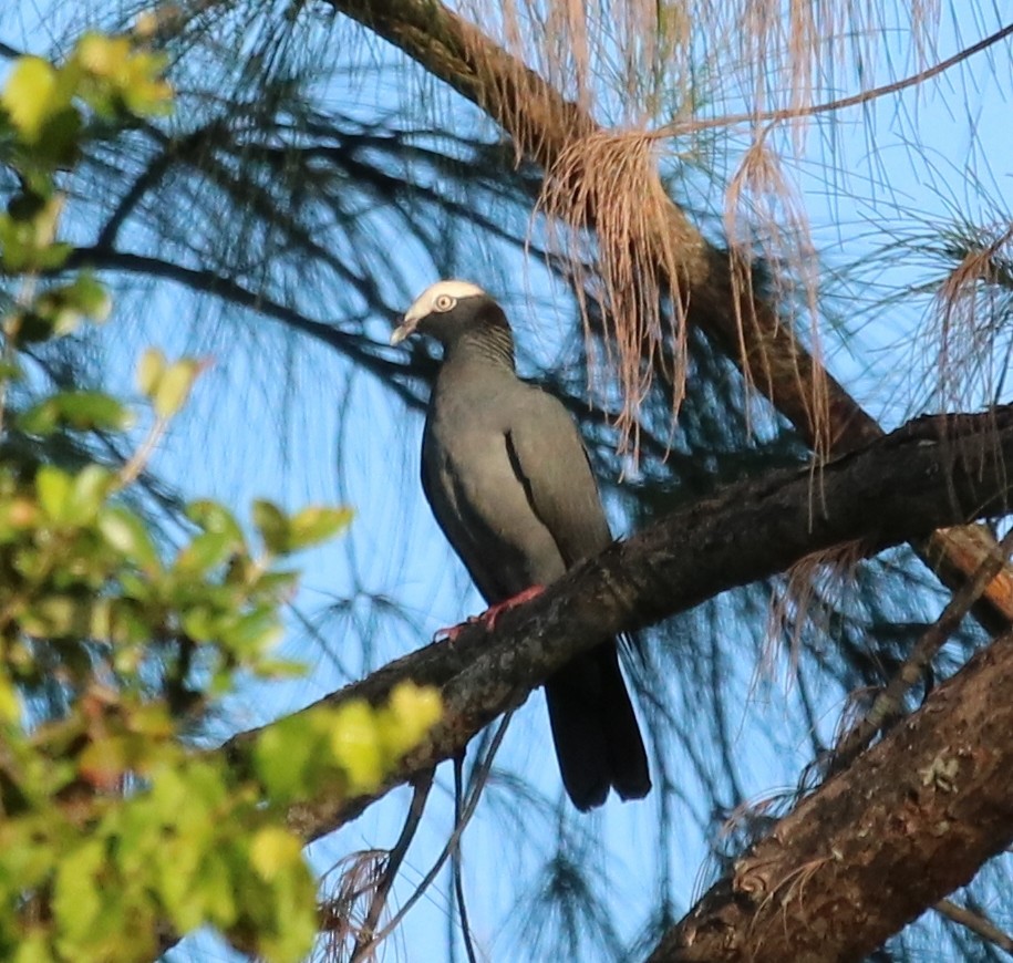 White-crowned Pigeon - Philip Andescavage
