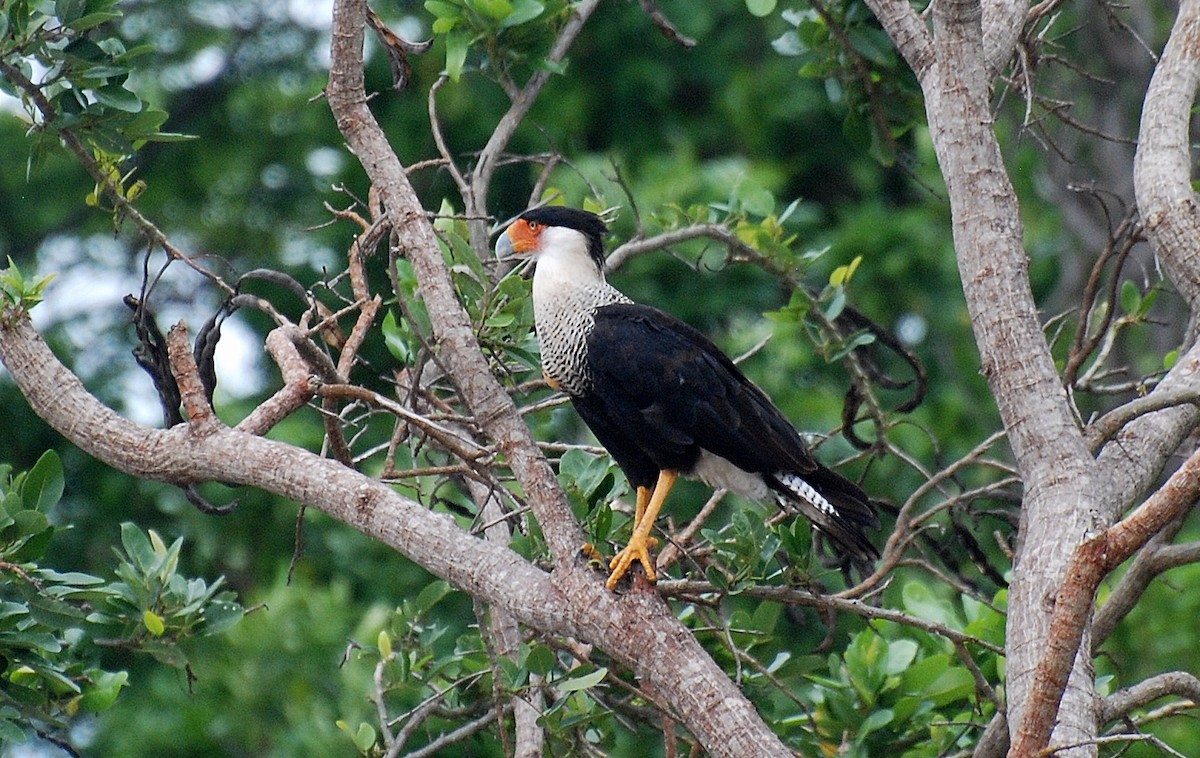 Crested Caracara (Northern) - Nick Moore