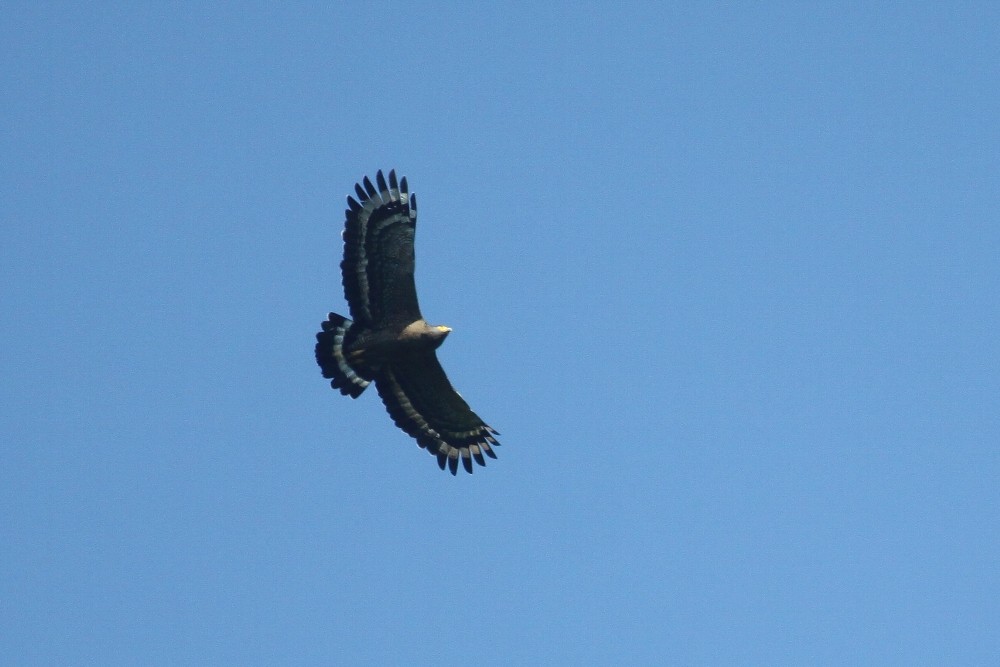 Crested Serpent-Eagle - ML73937131