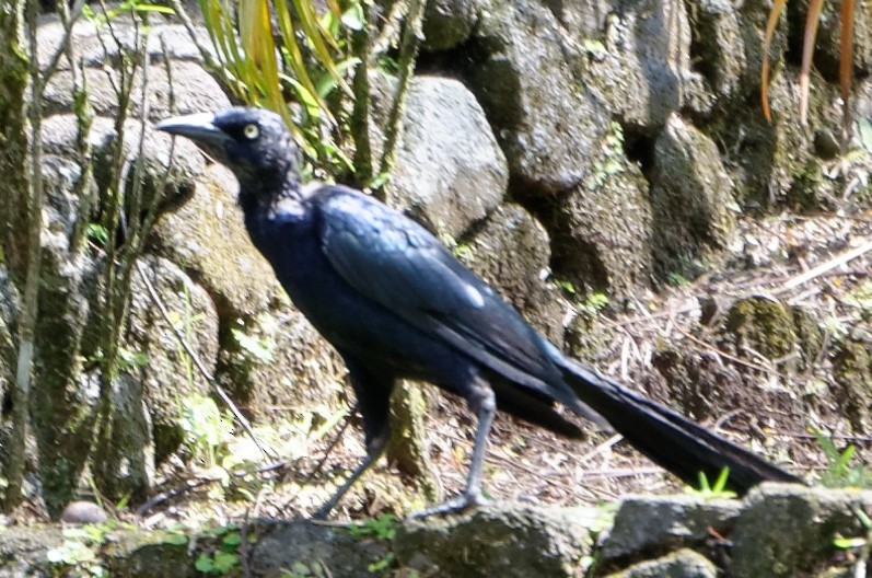 Great-tailed Grackle - ML73939171