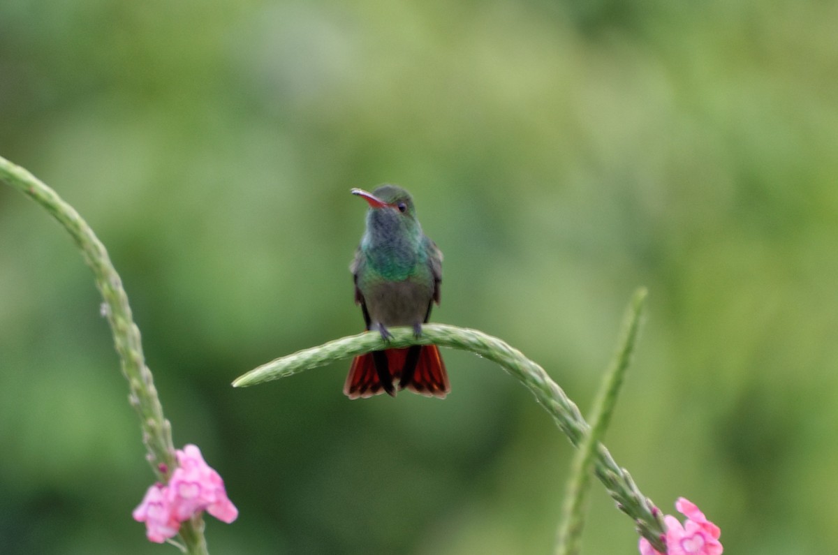 Rufous-tailed Hummingbird - ML73939731