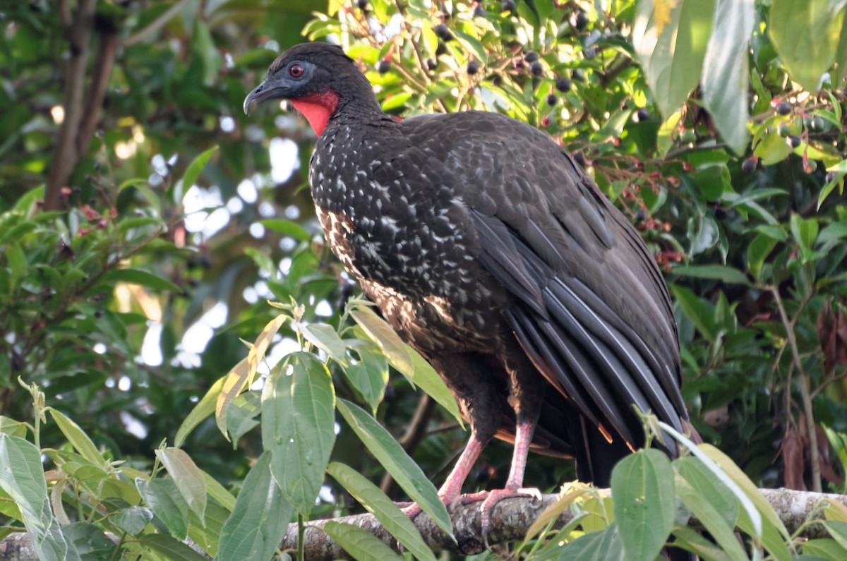 Crested Guan - ML73941071