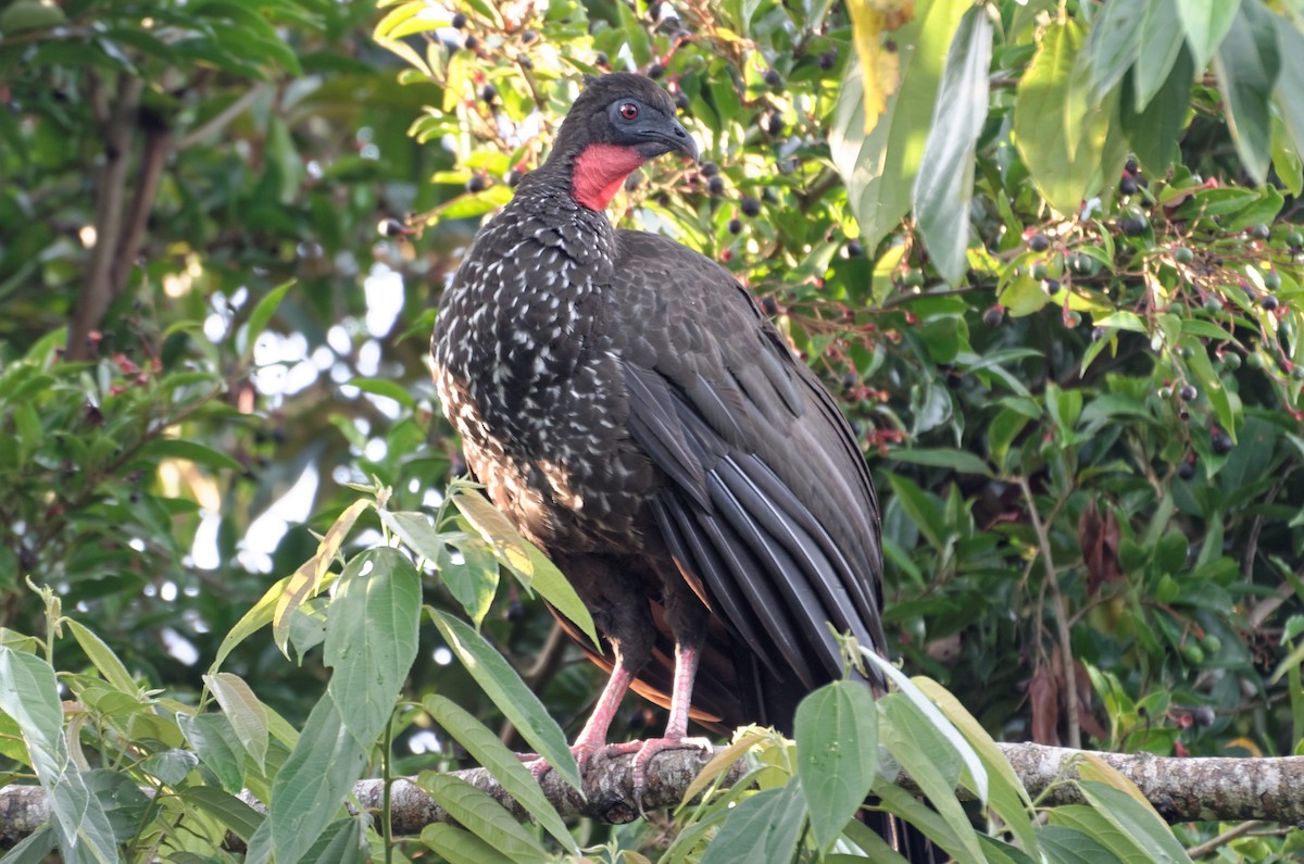 Crested Guan - ML73941101