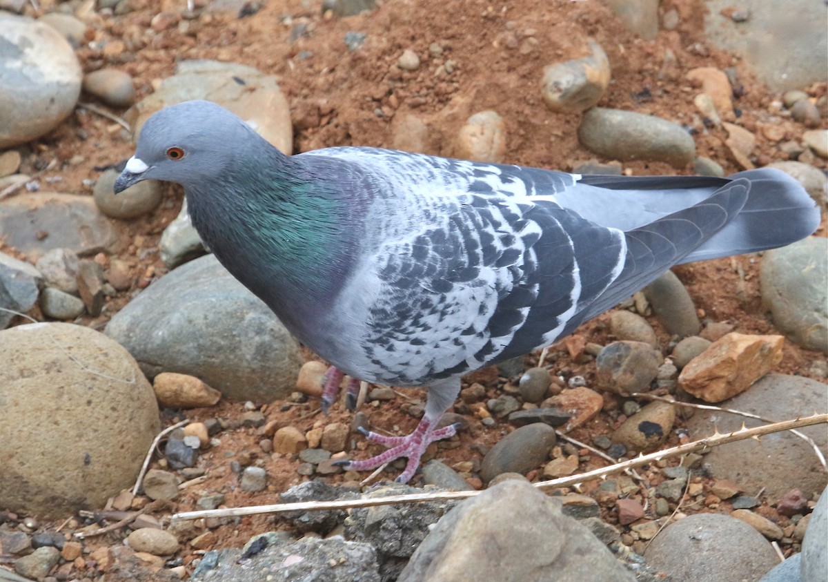 Rock Pigeon (Feral Pigeon) - Gil Ewing