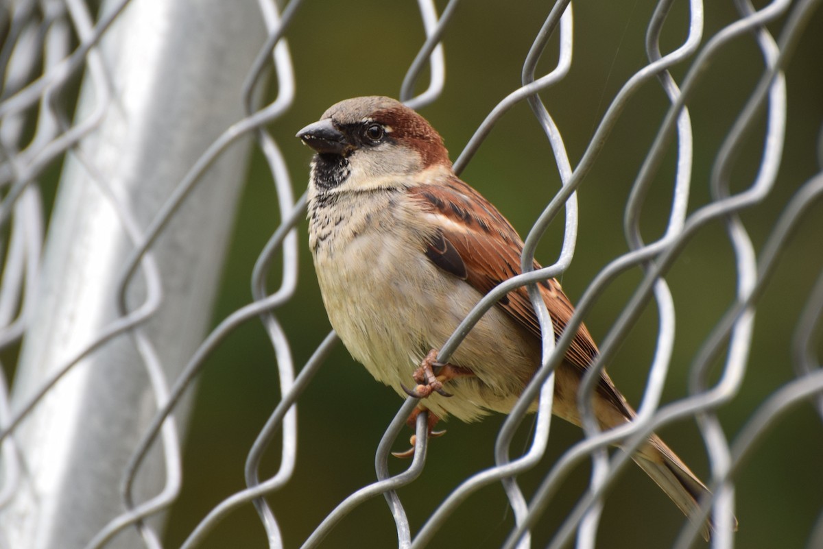 House Sparrow - irina shulgina