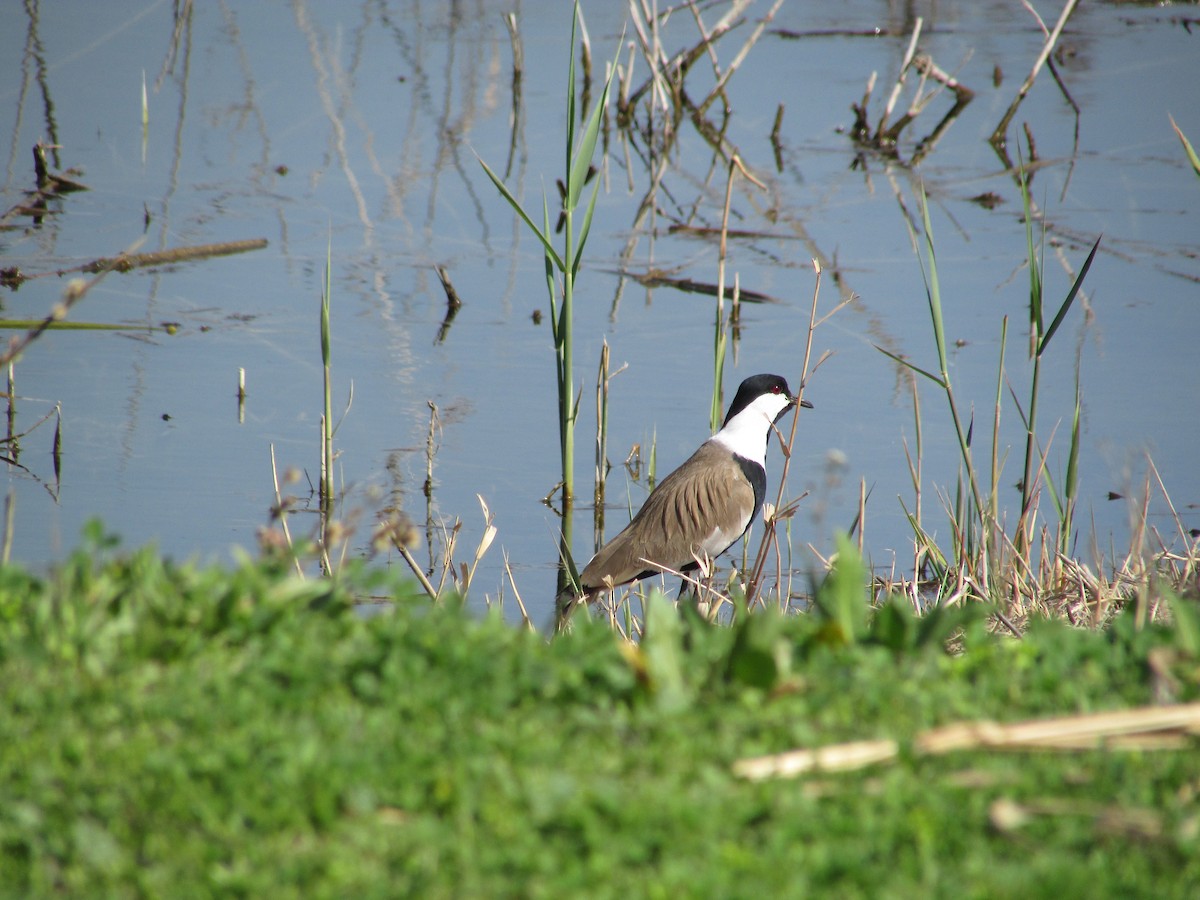 Spur-winged Lapwing - ML73946581