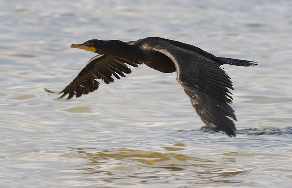 Double-crested Cormorant - Ted Keyel