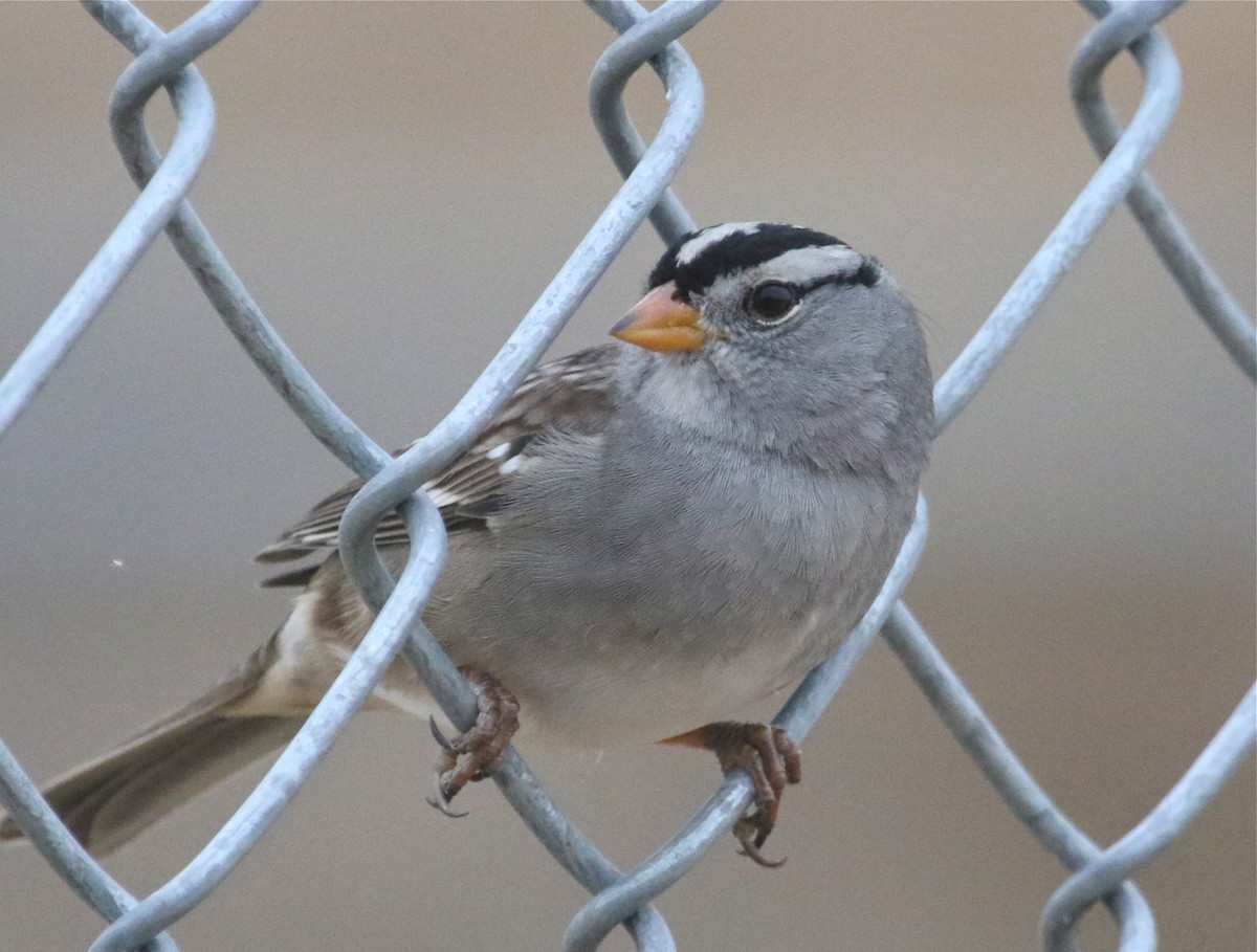 White-crowned Sparrow - Gil Ewing
