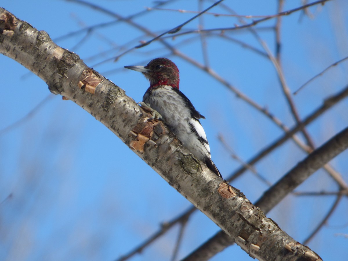 Red-headed Woodpecker - Marieta Manolova