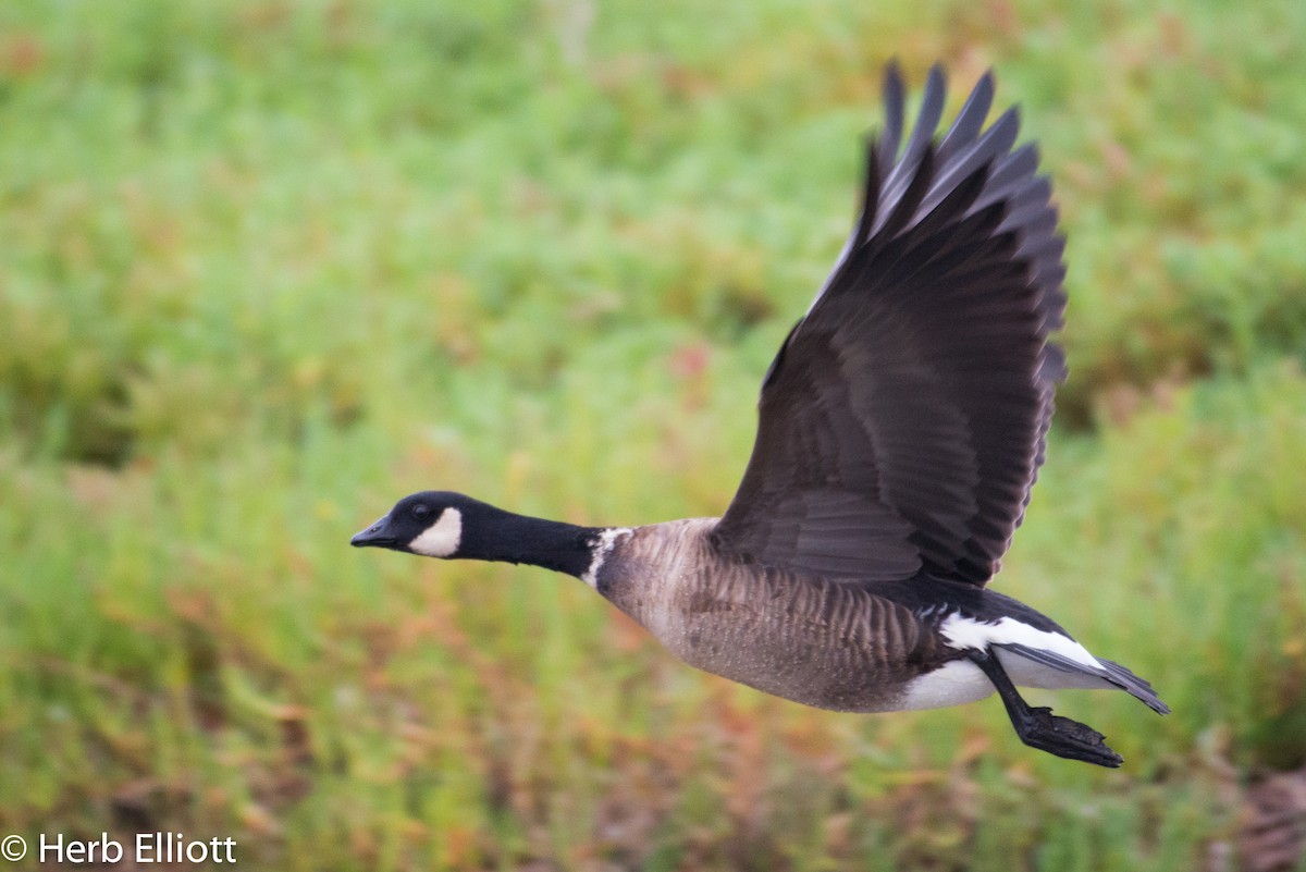 Cackling Goose (Aleutian) - Herb Elliott