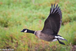 Cackling Goose (Aleutian), ML73952841