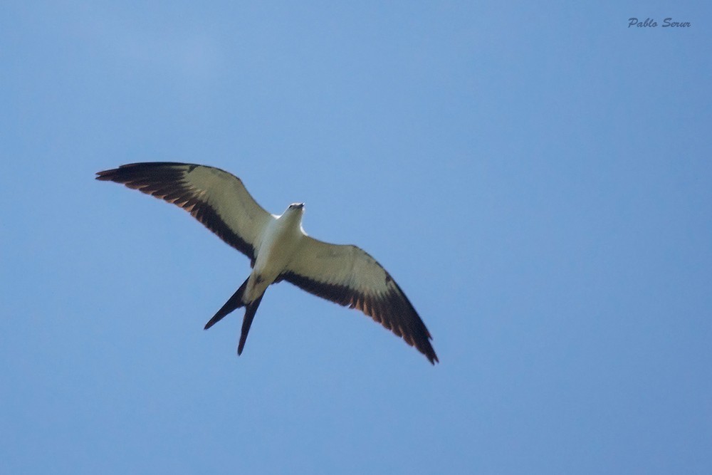 Swallow-tailed Kite - Pablo Serur