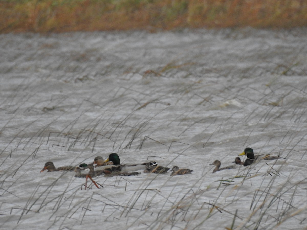 Green-winged Teal - ML73955041