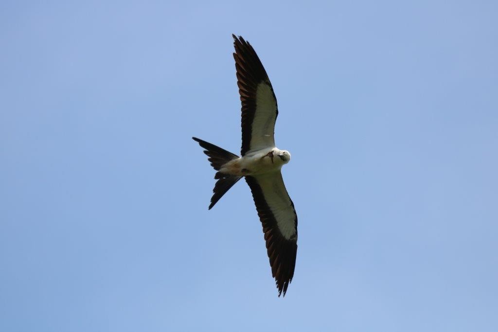 Swallow-tailed Kite - Anthony Levesque