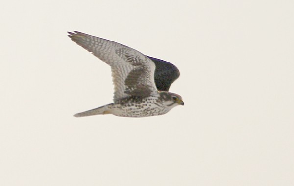 Prairie Falcon - Ted Keyel