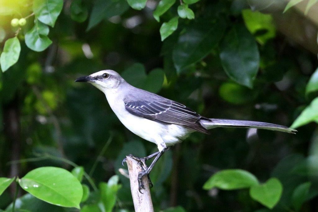 Tropical Mockingbird (San Andres) - ML73957111