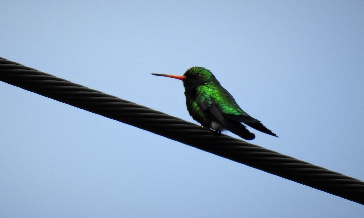 kolibřík lesklobřichý - ML73959041