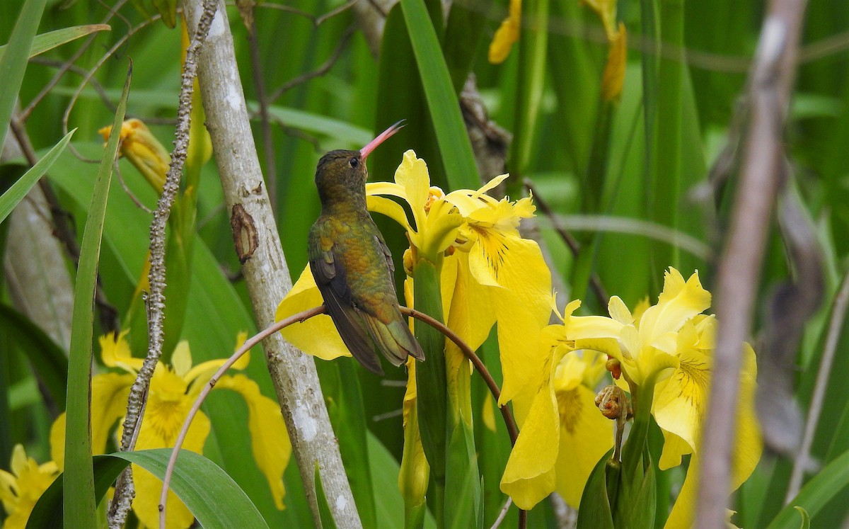 Gilded Hummingbird - ML73959131