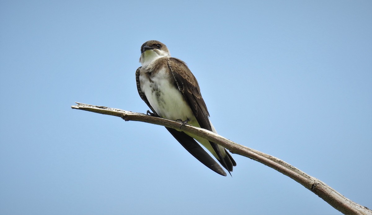 Brown-chested Martin - ML73959191