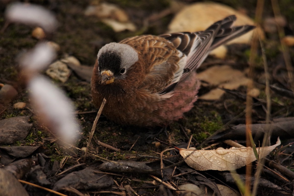 Gray-crowned Rosy-Finch - ML73959241