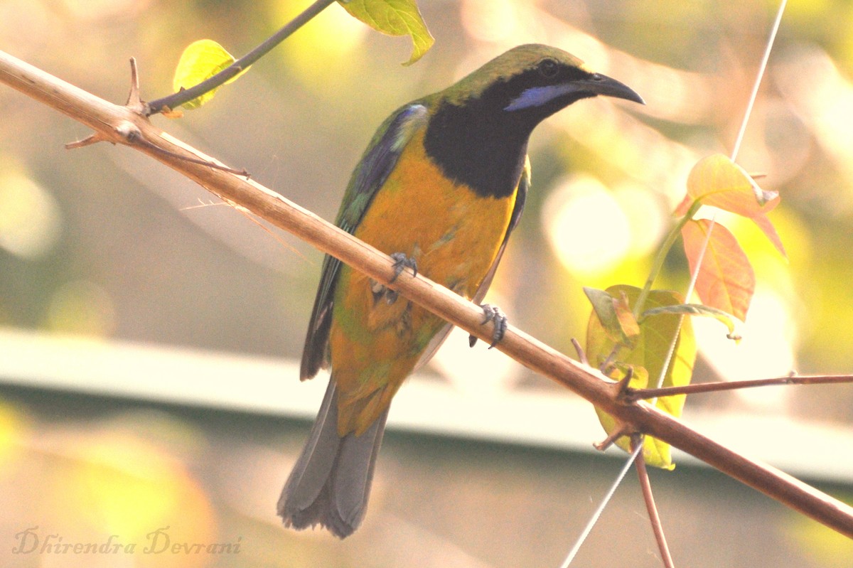 Orange-bellied Leafbird - Dhirendra Devrani