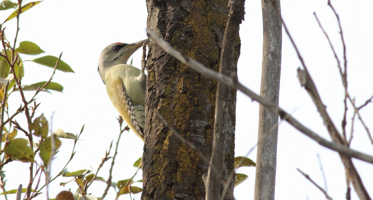 Gray-headed Woodpecker - Rick Folkening