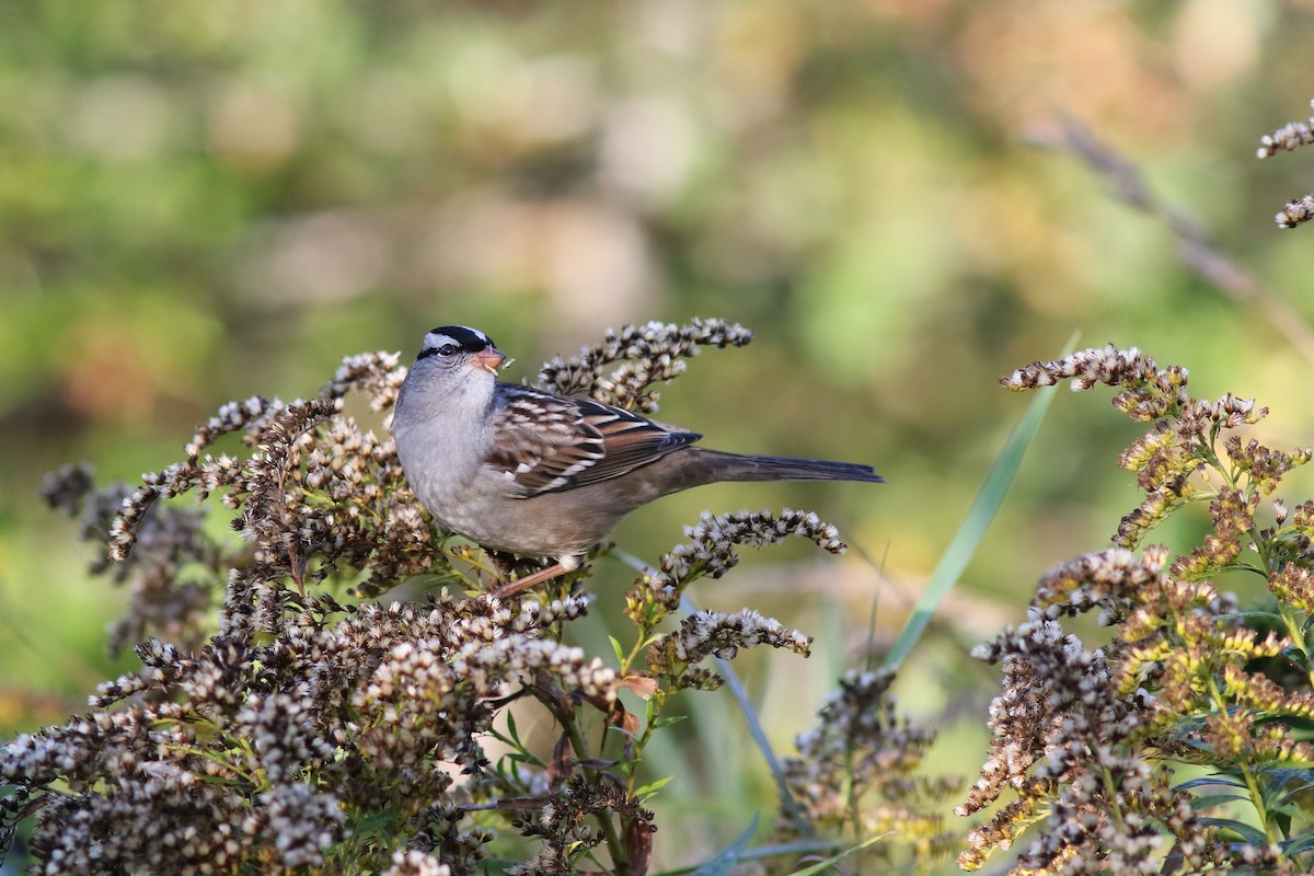 White-crowned Sparrow - Mark Patry
