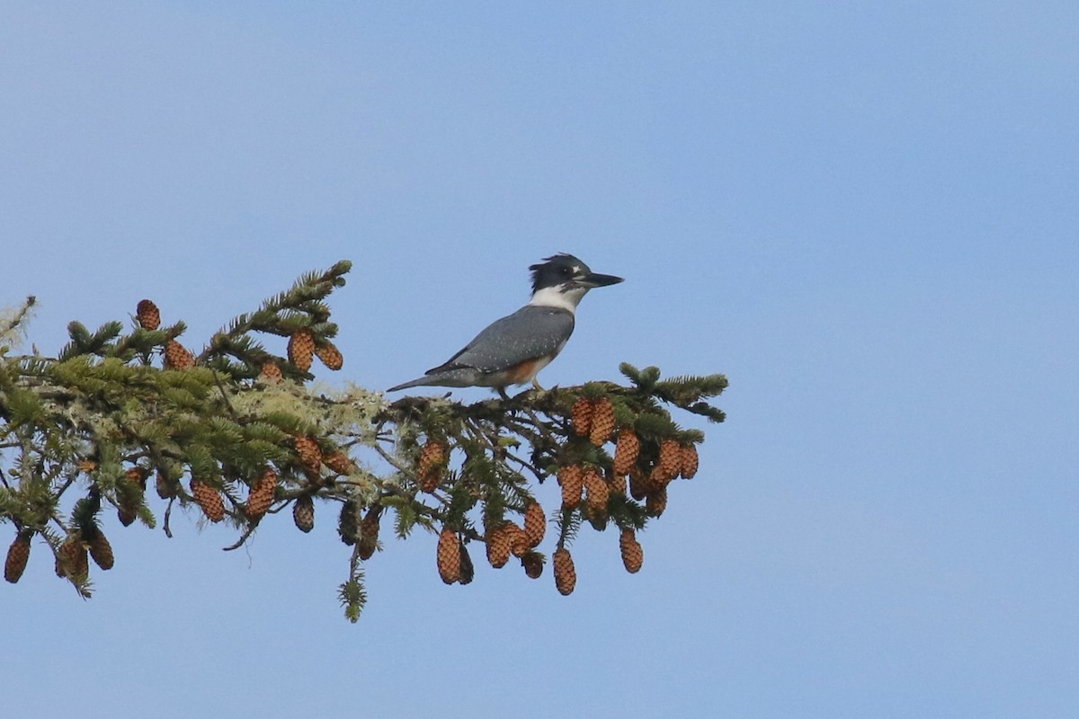 Belted Kingfisher - ML73962921