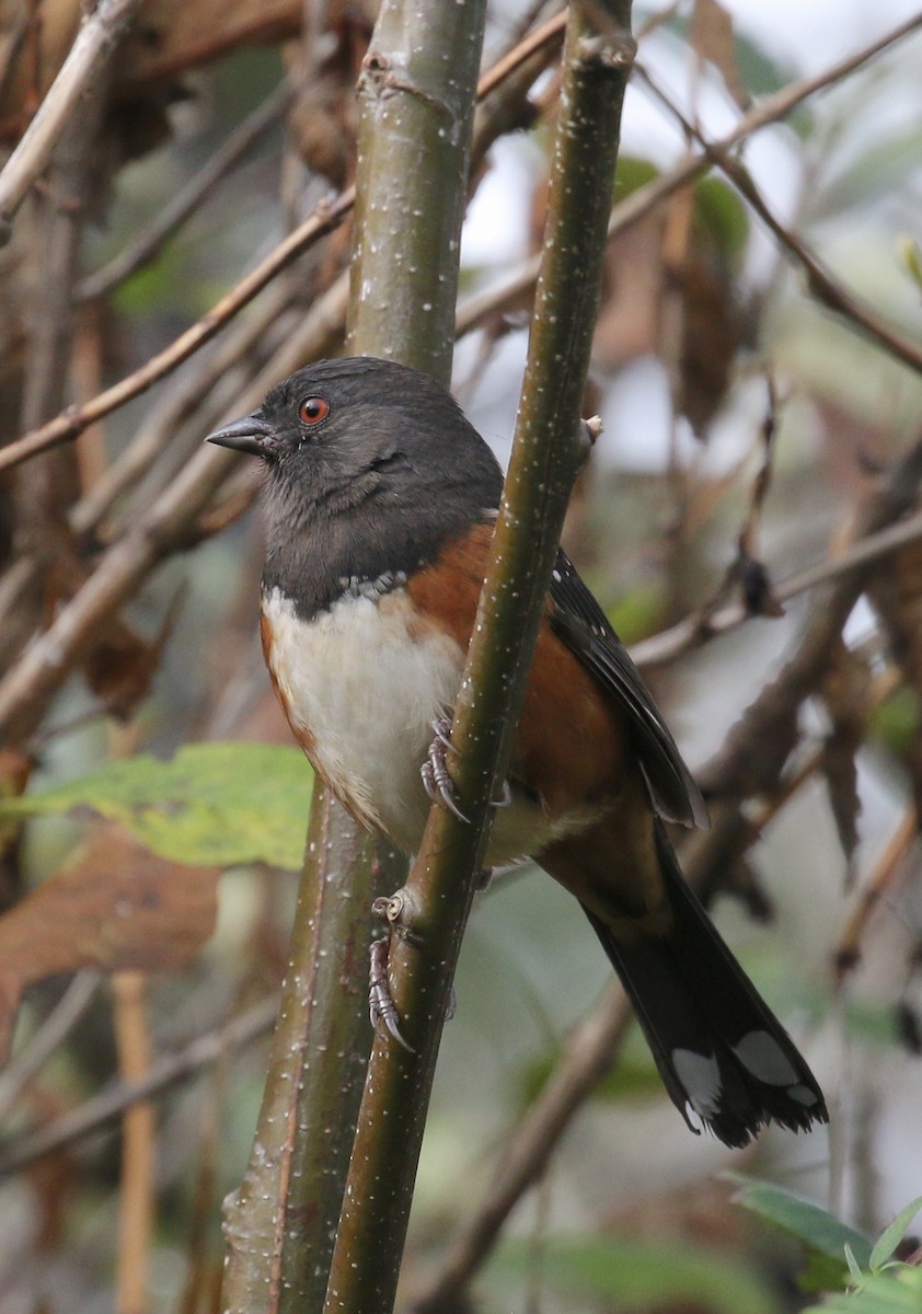 Spotted Towhee - ML73963131