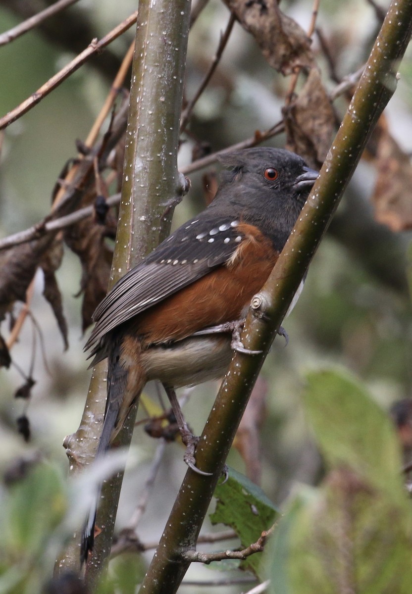 Spotted Towhee - ML73963141