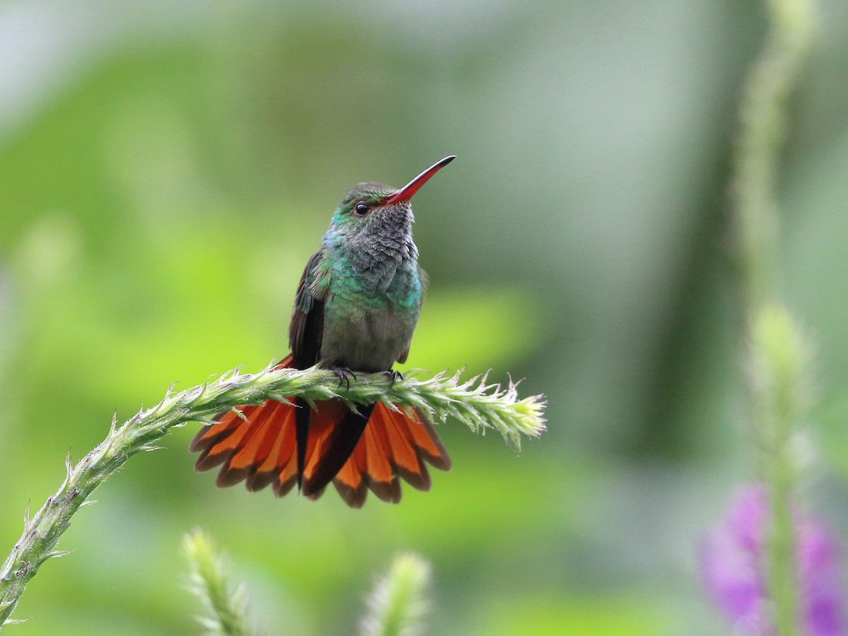 Rufous-tailed Hummingbird - Andy Wilson