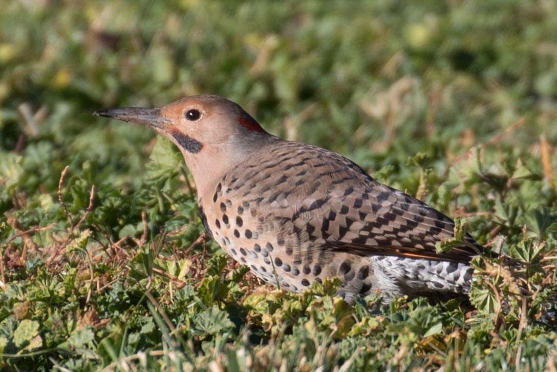 Northern Flicker (Yellow-shafted x Red-shafted) - Chuck Coxe