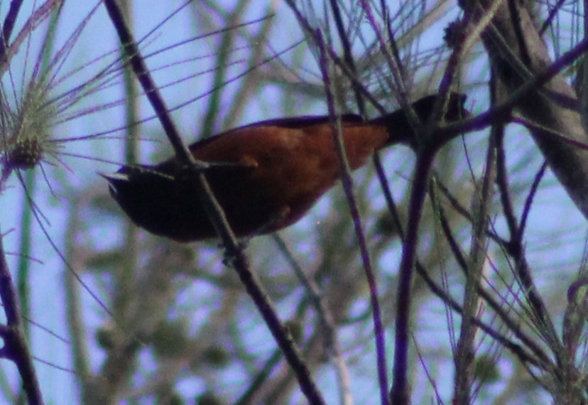 Orchard Oriole - ML73966331