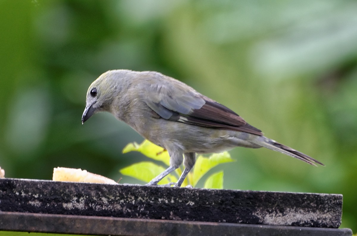 Palm Tanager - ML73973381