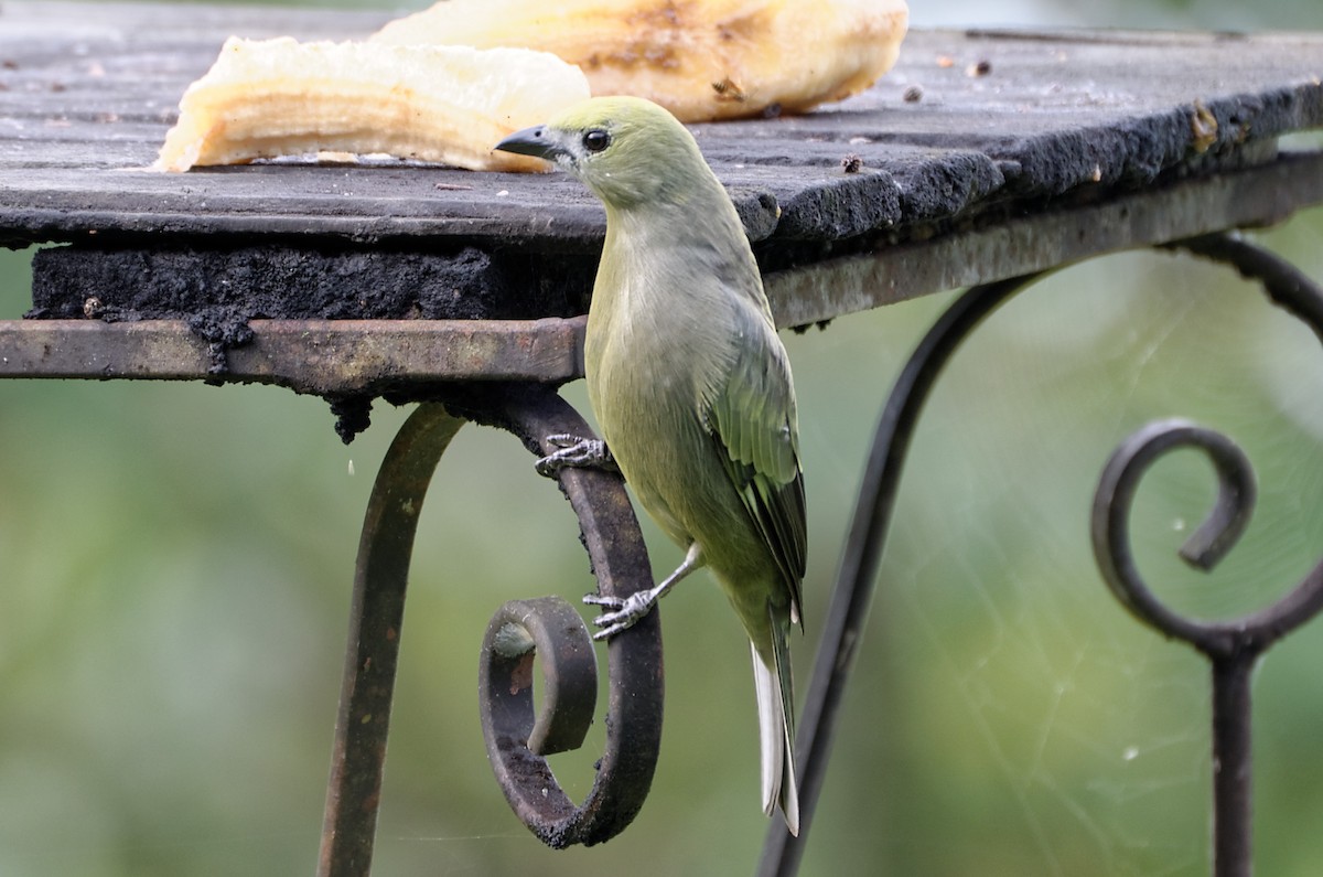 Palm Tanager - ML73973391