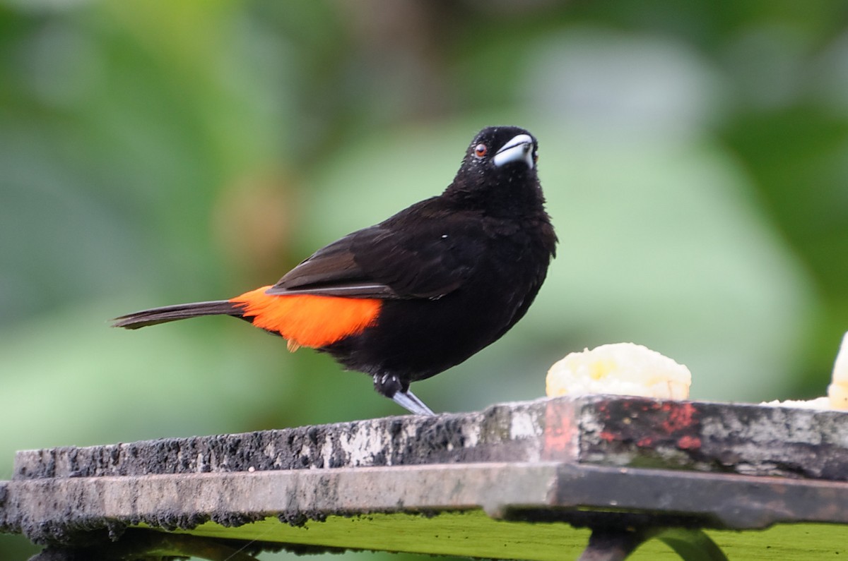 Scarlet-rumped Tanager (Passerini's) - ML73973451