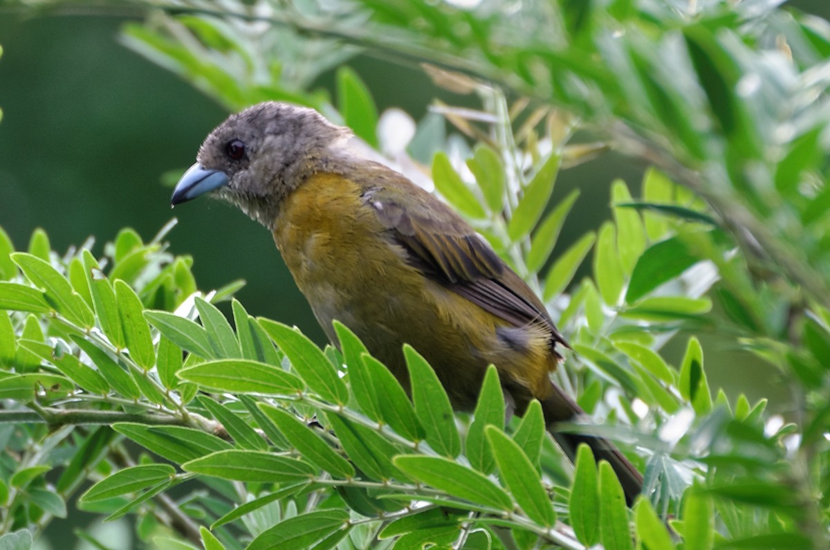 Scarlet-rumped Tanager (Passerini's) - ML73973481
