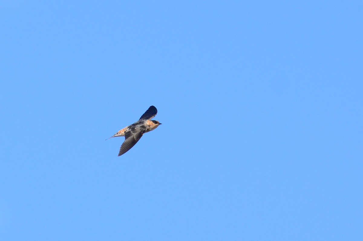 Cave Swallow - ML73975621