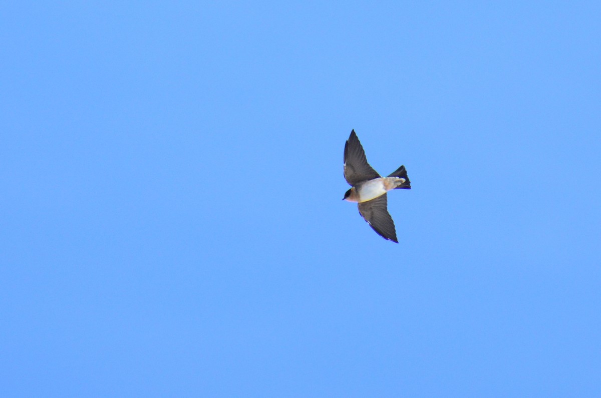 Cave Swallow - ML73975631