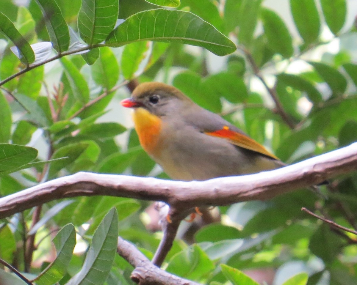 Red-billed Leiothrix - Yve Morrell