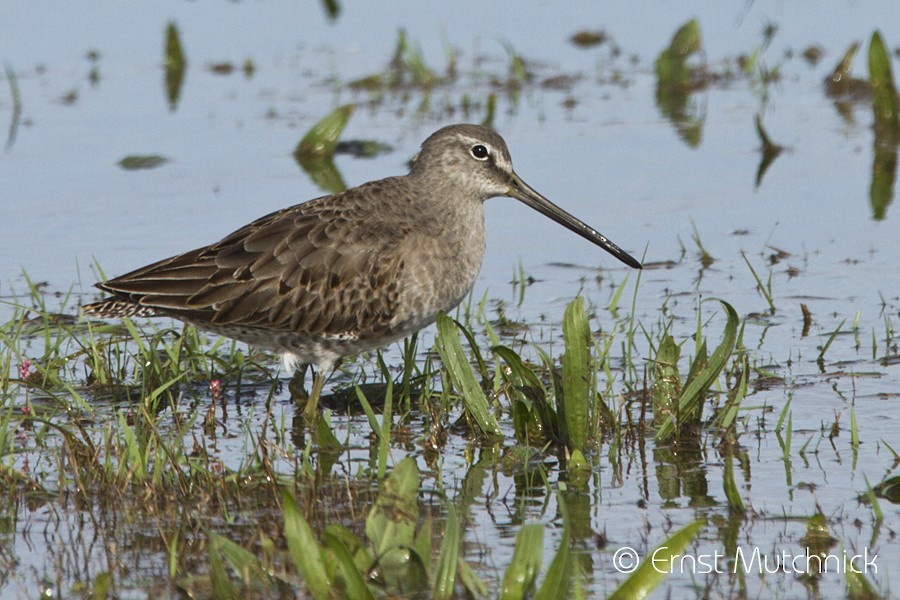 Long-billed Dowitcher - ML73977171
