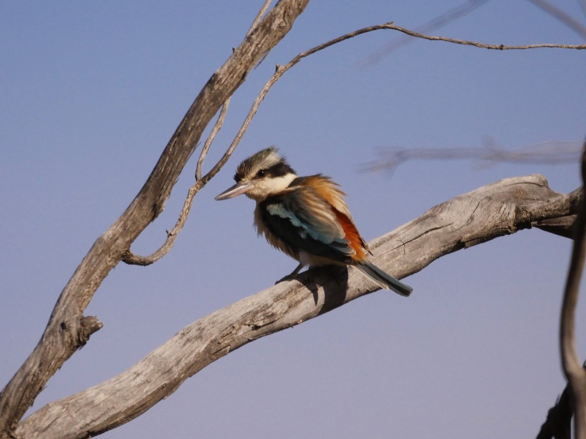 Red-backed Kingfisher - Dan Pendavingh
