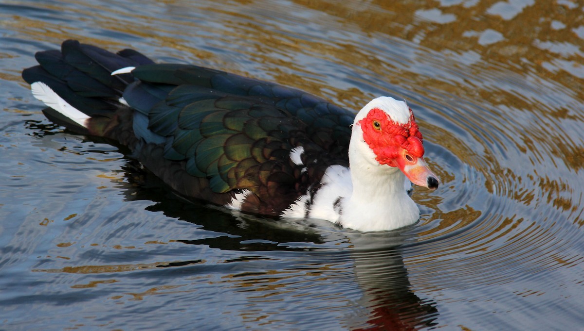 Muscovy Duck (Domestic type) - ML73979981