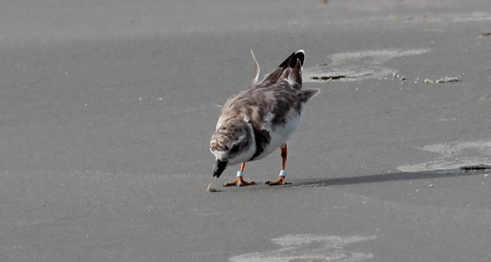 Piping Plover - ML73980691