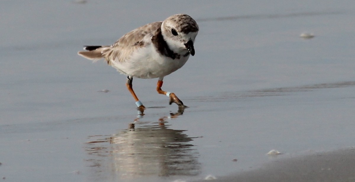 Piping Plover - ML73980701